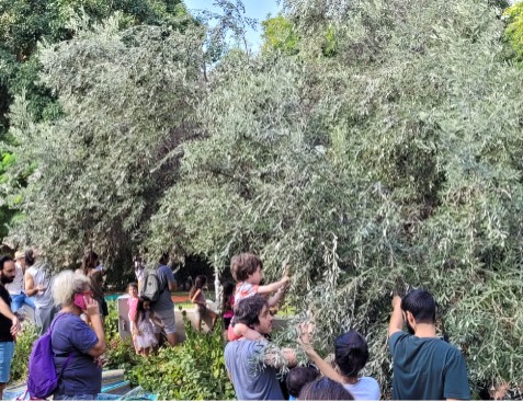 מסיק, שתילות ונטיעות בפארק החורשות