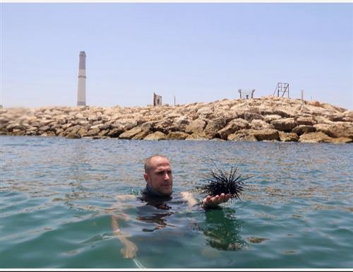 הרצאה מקוונת - תעלומת קיפודי הים