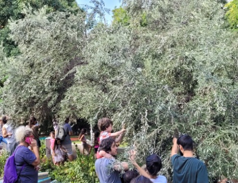 מסיק זיתים קהילתי בגינת מעוז אביב