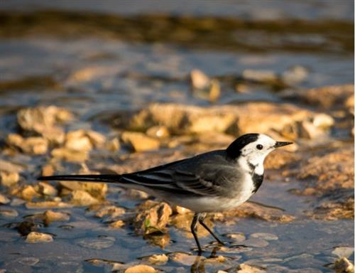 Introduction to Birdwatching