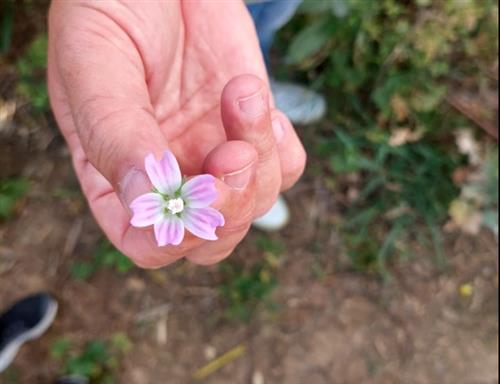 קורס ליקוט שנתי - פארק החורשות