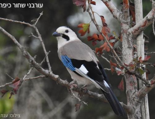 קורס צפרות עירונית -  מתקדמים 26/27