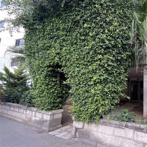 סף הבית: סיור על טבע בחצרות בניינים